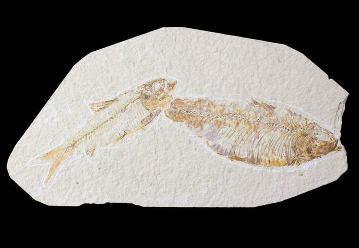 Bargain Knightia Fish Fossil Pair - Wyoming #89185